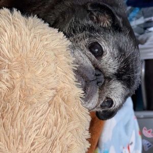 Meet your Posher, Lilly